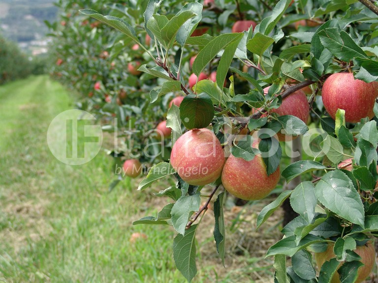 Äpfel 