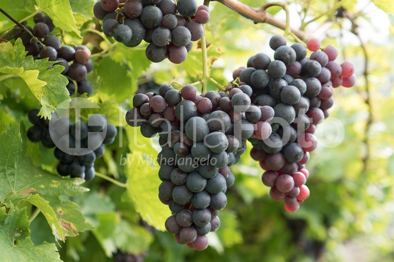 Weinberg