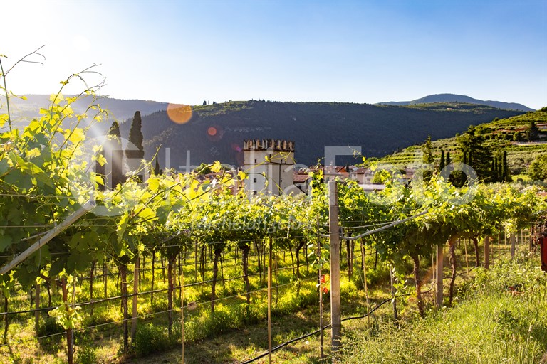 Valpolicella