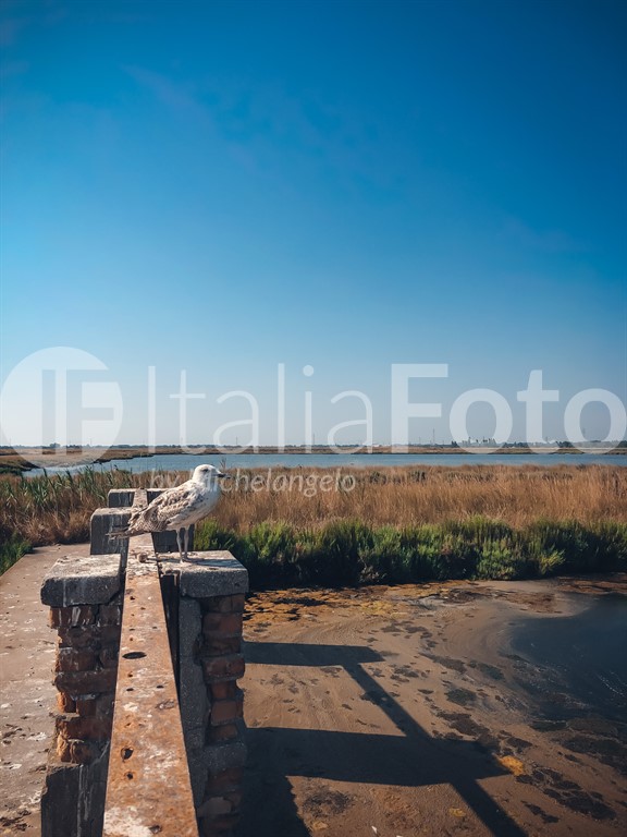 Cervia