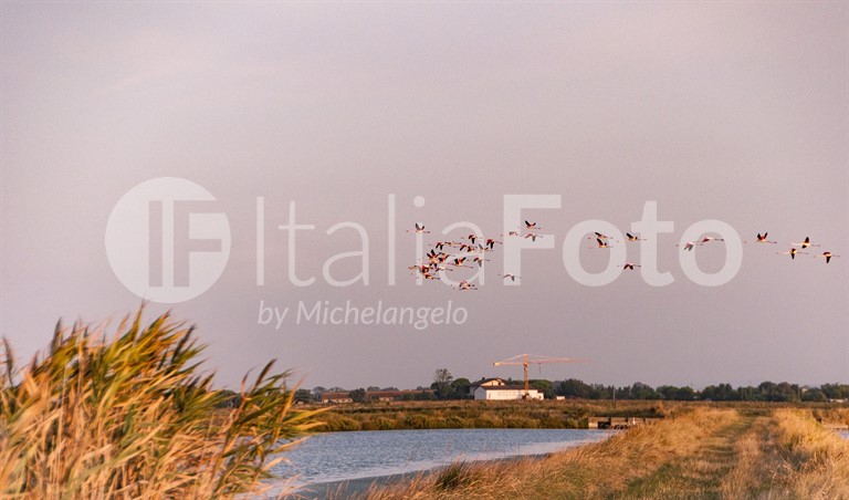 Cervia