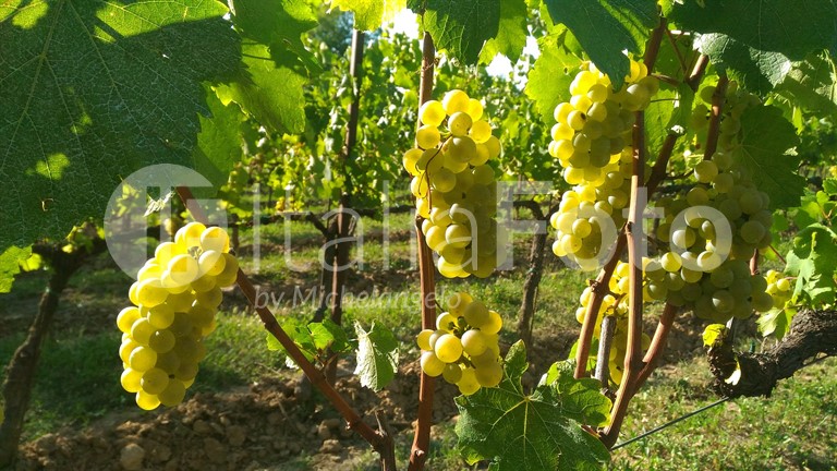 Gusto (Lombardei)