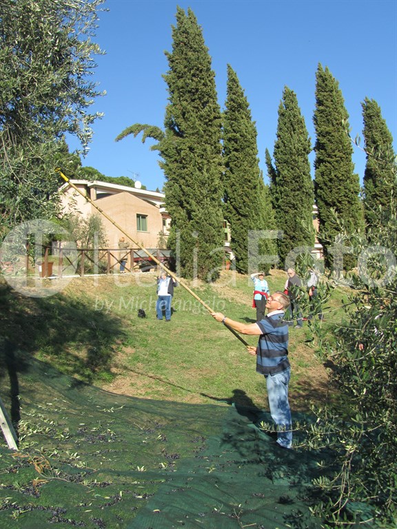 Olivenernte