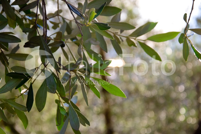 Olivenernte